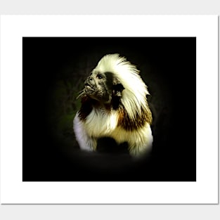 Cotton-top tamarin Posters and Art